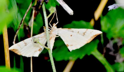 Réf. 345 459 : Gandaritis pyraliata